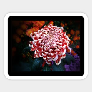 Dahlia Sticker